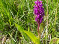 Dactylorhiza incarnata ssp. incarnata Gyetorpskärret, Kristianstad, Skåne, Sweden 20170610_0099