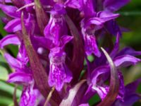 Dactylorhiza incarnata ssp. incarnata Gyetorpskärret, Kristianstad, Skåne, Sweden 20170610_0106