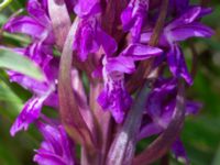 Dactylorhiza incarnata ssp. incarnata Gyetorpskärret, Kristianstad, Skåne, Sweden 20170610_0107