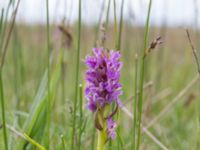 Dactylorhiza incarnata var. incarnata Gyetorpskärret, Kristianstad, Skåne, Sweden 20170610_0036