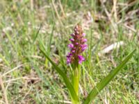 Dactylorhiza incarnata var. incarnata Husie mosse, Malmö, Skåne, Sweden 20190531_0087