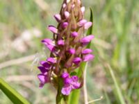 Dactylorhiza incarnata var. incarnata Husie mosse, Malmö, Skåne, Sweden 20190531_0089