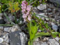 Dactylorhiza incarnata var. incarnata S talldungen, Klagshamns udde, Malmö, Skåne, Sweden 20150609_0033