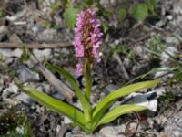 Dactylorhiza incarnata var. incarnata S talldungen, Klagshamns udde, Malmö, Skåne, Sweden 20150609_0039