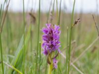 Dactylorhiza incarnata var. incarnata Yngsjö, Kristianstad, Skåne, Sweden 20170610_0036