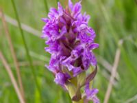 Dactylorhiza incarnata var. incarnata Yngsjö, Kristianstad, Skåne, Sweden 20170610_0038