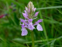 Dactylorhiza maculata Toarpsdammen, Toarp, Malmö, Skåne, Sweden 20220622_0044