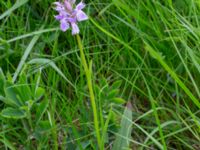 Dactylorhiza maculata Toarpsdammen, Toarp, Malmö, Skåne, Sweden 20220622_0045