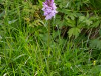 Dactylorhiza maculata Toarpsdammen, Toarp, Malmö, Skåne, Sweden 20220622_0046