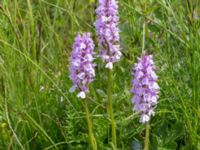 Dactylorhiza maculata ssp. maculata Gyetorpskärret, Kristianstad, Skåne, Sweden 20160628_0139