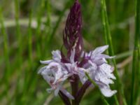 Dactylorhiza maculata ssp. maculata Gyetorpskärret, Kristianstad, Skåne, Sweden 20160628_0142