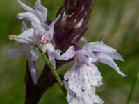 Dactylorhiza maculata ssp. maculata Gyetorpskärret, Kristianstad, Skåne, Sweden 20160628_0143