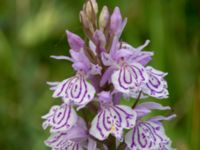 Dactylorhiza maculata ssp. maculata Gyetorpskärret, Kristianstad, Skåne, Sweden 20160628_0199