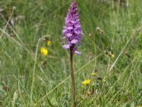 Dactylorhiza maculata ssp. maculata Gyetorpskärret, Kristianstad, Skåne, Sweden 20170610_0067