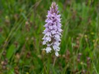 Dactylorhiza maculata ssp. maculata Kungsmarken, Lund, Skåne, Sweden 20170624_0070