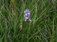 Dactylorhiza maculata ssp. maculata Långalts myr, Skånes Fagerhult, Örkelljunga, Skåne, Sweden 20160713_0040