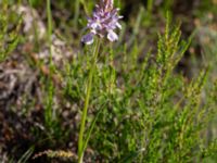 Dactylorhiza maculata ssp. maculata Mästocka hed, Laholm, Halland, Sweden 20210622_0111