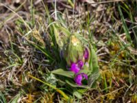 Dactylohiza majalis ssp. majalis Lyngsjö äng, Kristianstad, Skåne, Sweden 20160508_0041