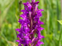 Dactylorhiza majalis ssp. majalis Fuktängen Toarpsdammen, Toarp, Malmö, Skåne, Sweden 20220601_0058