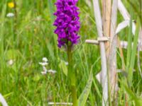 Dactylorhiza majalis ssp. majalis Fuktängen Toarpsdammen, Toarp, Malmö, Skåne, Sweden 20220601_0059