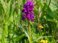 Dactylorhiza majalis ssp. majalis Fuktängen, Toarp, Malmö, Skåne, Sweden 20240525_0087