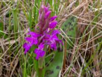 Dactylorhiza majalis ssp. majalis Karlaby mosse, Östra Tommarp, Simrishamn, Skåne, Sweden 20190518_0116