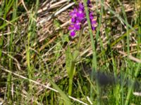 Dactylorhiza majalis ssp. majalis Toarpsdammen, Malmö, Skåne, Sweden 20160602_0070