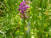 Dactylorhiza majalis ssp. majalis Toarpsdammen, Malmö, Skåne, Sweden 20190621_0099