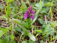 Dactylorhiza majalis ssp. majalis Toarpsdammen, Malmö, Skåne, Sweden 20200510_0125