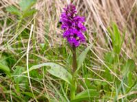 Dactylorhiza majalis ssp. majalis Toarpsdammen, Malmö, Skåne, Sweden 20200510_0129