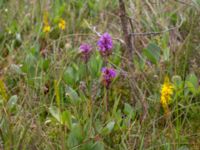 Dactylorhiza majalis ssp. sphagnicola Mörkhults mosse, Hässleholm, Skåne, Sweden 20150723_0017