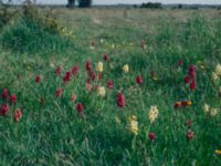 Dactylorhiza sambucina Frösslundamossen, Mörbylånga, Öland, Sweden 19810529 (14)