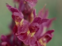 Dactylorhiza sambucina Frösslundamossen, Mörbylånga, Öland, Sweden 19810529 (15)