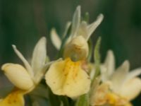 Dactylorhiza sambucina Frösslundamossen, Mörbylånga, Öland, Sweden 19810529 (16)