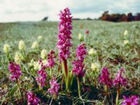 Dactylorhiza sambucina et Orchis mascula Gotland, Sweden 19810529 (2)