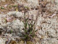 Epipactis atrorubens Gropahålet, Kristianstad, Skåne, Sweden 20160628_0270