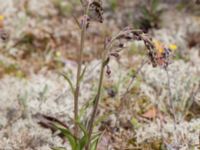 Epipactis atrorubens Gropahålet, Kristianstad, Skåne, Sweden 20160628_0271