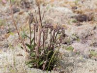 Epipactis atrorubens Gropahålet, Kristianstad, Skåne, Sweden 20160628_0272