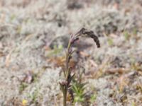 Epipactis atrorubens Gropahålet, Kristianstad, Skåne, Sweden 20160628_0273