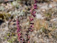 Epipactis atrorubens Gropahålet, Kristianstad, Skåne, Sweden 20170719_0270