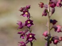 Epipactis atrorubens Gropahålet, Kristianstad, Skåne, Sweden 20170719_0271