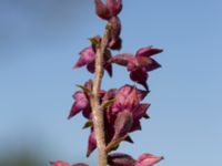 Epipactis atrorubens Gropahålet, Kristianstad, Skåne, Sweden 20170719_0273