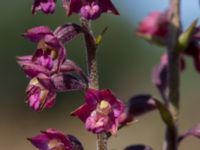 Epipactis atrorubens Gropahålet, Kristianstad, Skåne, Sweden 20170719_0274