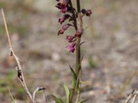 Epipactis atrorubens Gropahålet, Kristianstad, Skåne, Sweden 20170719_0275