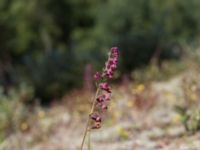 Epipactis atrorubens Gropahålet, Kristianstad, Skåne, Sweden 20170719_0277