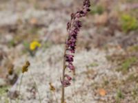 Epipactis atrorubens Gropahålet, Kristianstad, Skåne, Sweden 20170719_0279