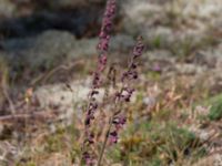 Epipactis atrorubens Gropahålet, Kristianstad, Skåne, Sweden 20170719_0280