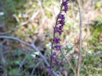 Epipactis atrorubens Gropahålet, Kristianstad, Skåne, Sweden 20170719_0289