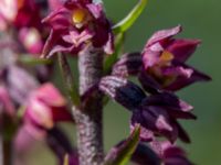 Epipactis atrorubens Gropahålet, Kristianstad, Skåne, Sweden 20170719_0293