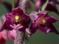 Epipactis atrorubens Gropahålet, Kristianstad, Skåne, Sweden 20170719_0294